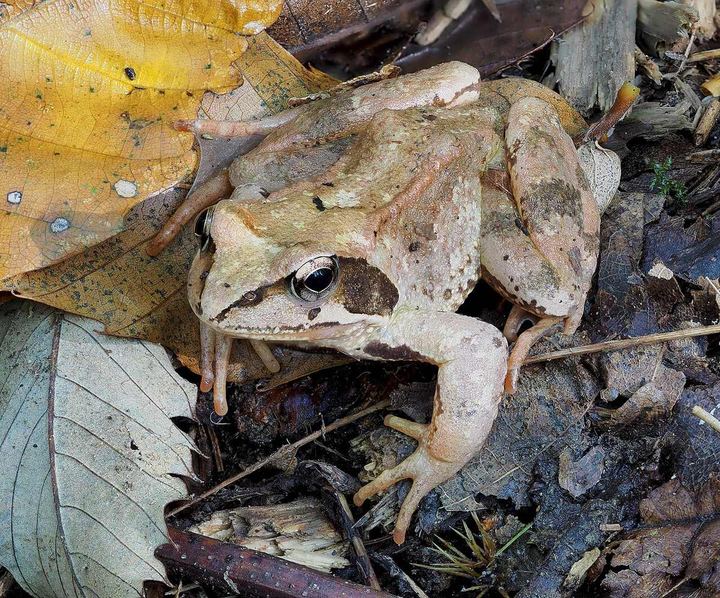 Agile frog (Rana dalmatina) (Frog and Toad Are Friends)