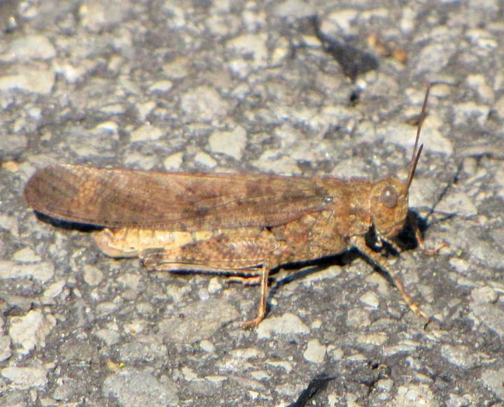 Carolina Grasshopper (Grasshopper on the Road)