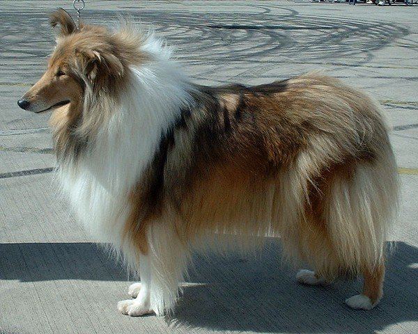 Rough Collie 600 (Lassie Come-Home)
