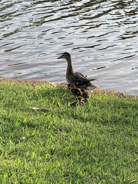 Mallard and her ducklings, Oklahoma (Make Way for Ducklings)