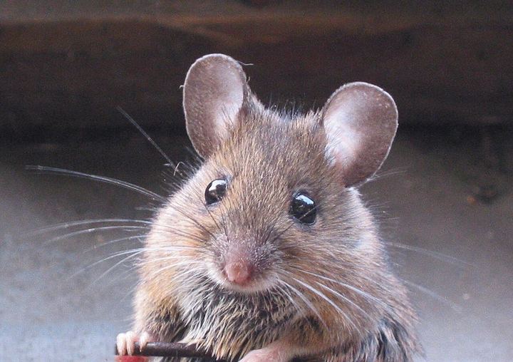 Apodemus sylvaticus bosmuis (Mouse Soup)