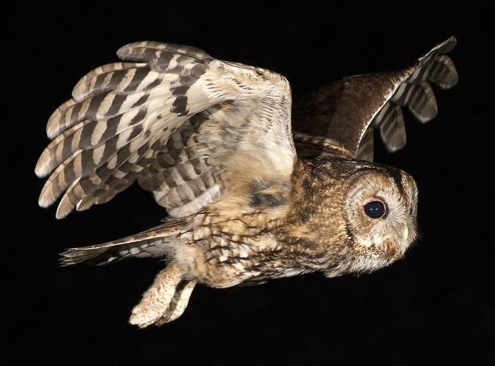 Tawny owl at night (42511916510) (Owl at Home)