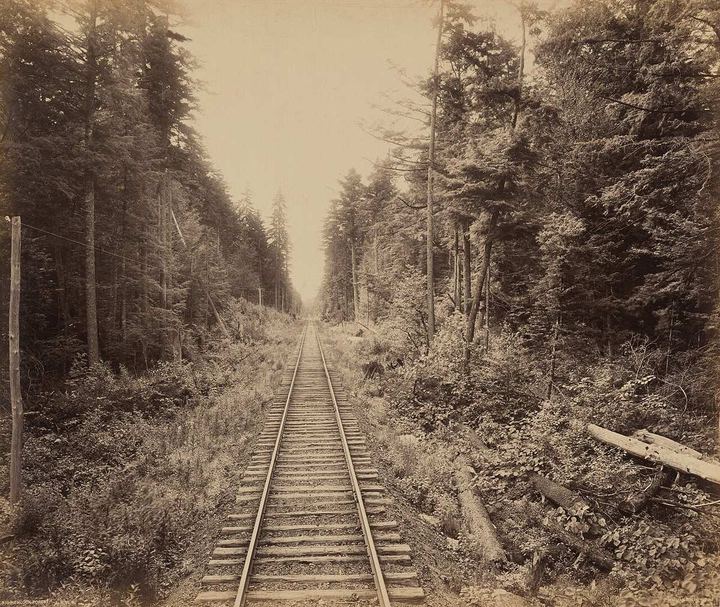 Hemlock Forest (The Bears on Hemlock Mountain)