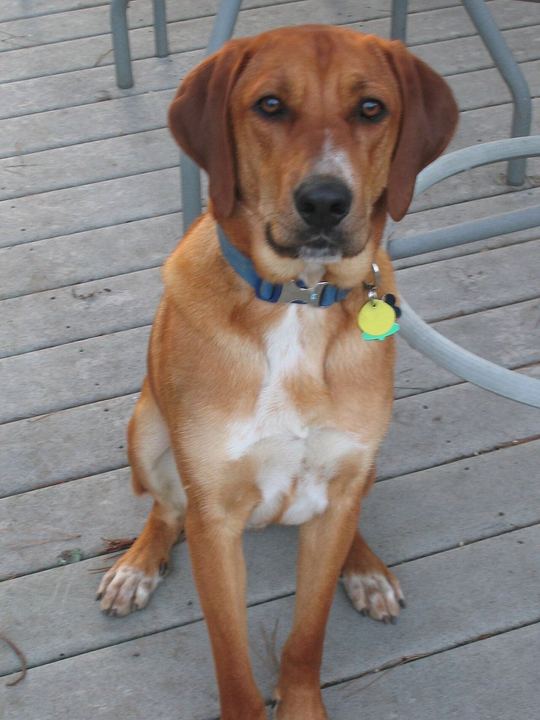 Redbone Coonhound image (Where the Red Fern Grows)